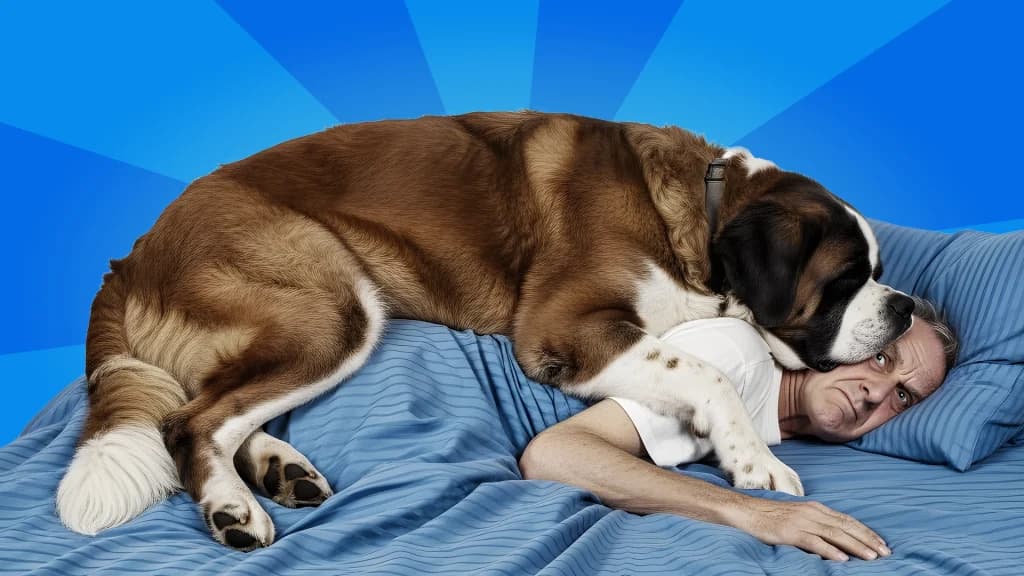 In a bed with blue sheets on a blue background, a large dog lies on top of his owner, who looks annoyed.