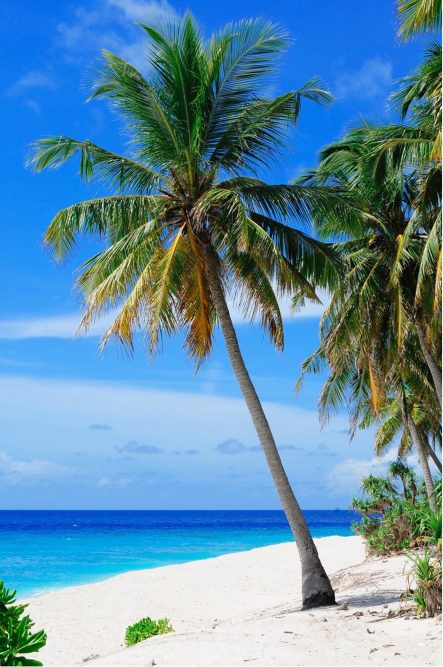 Caribbean Stud Poker